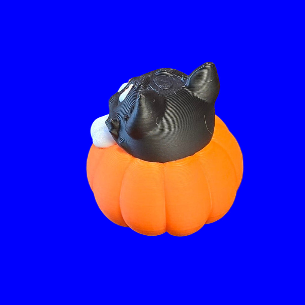 Cat in Pumpkin