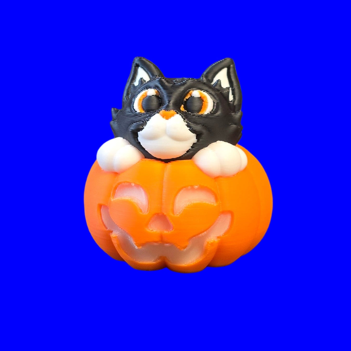 Cat in Pumpkin