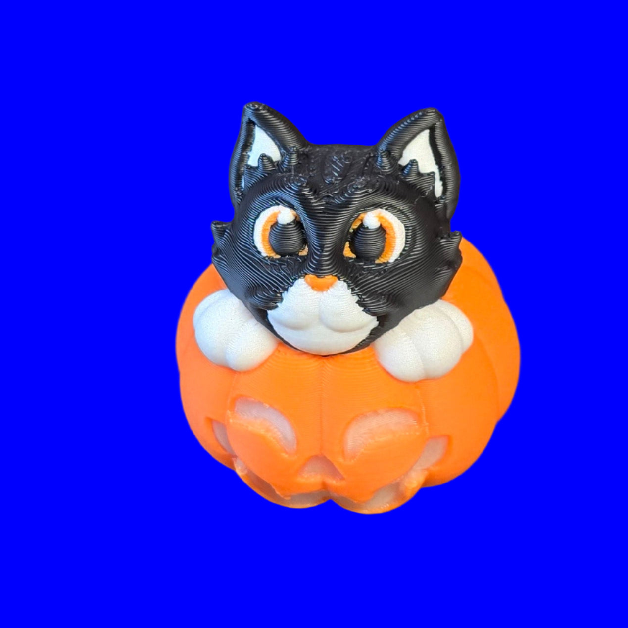 Cat in Pumpkin